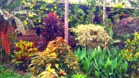 Chikmagalur resort garden view