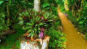 Chikmagalur resort & homestay garden