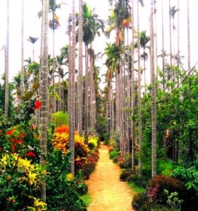 Kemmanagundi resort surroundings