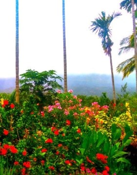 Chikmagalur resorts & homestays