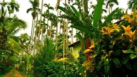 Chikmagalur homestay & resort driveway
