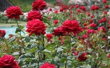 Rose-Garden
