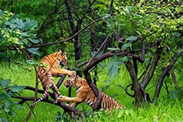 Bhadra Tiger Reserve