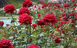 Rose Garden